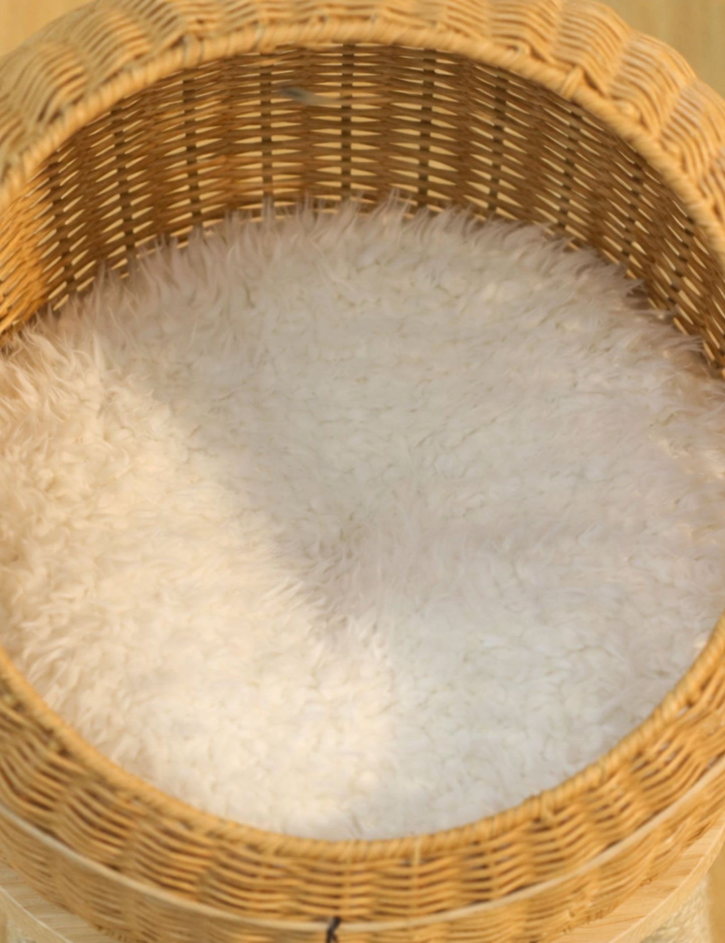 Arbre à Chat Dinosaure