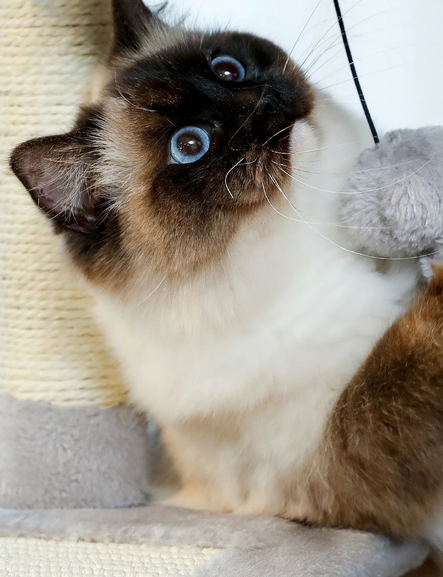 Arbre à Chat Simple