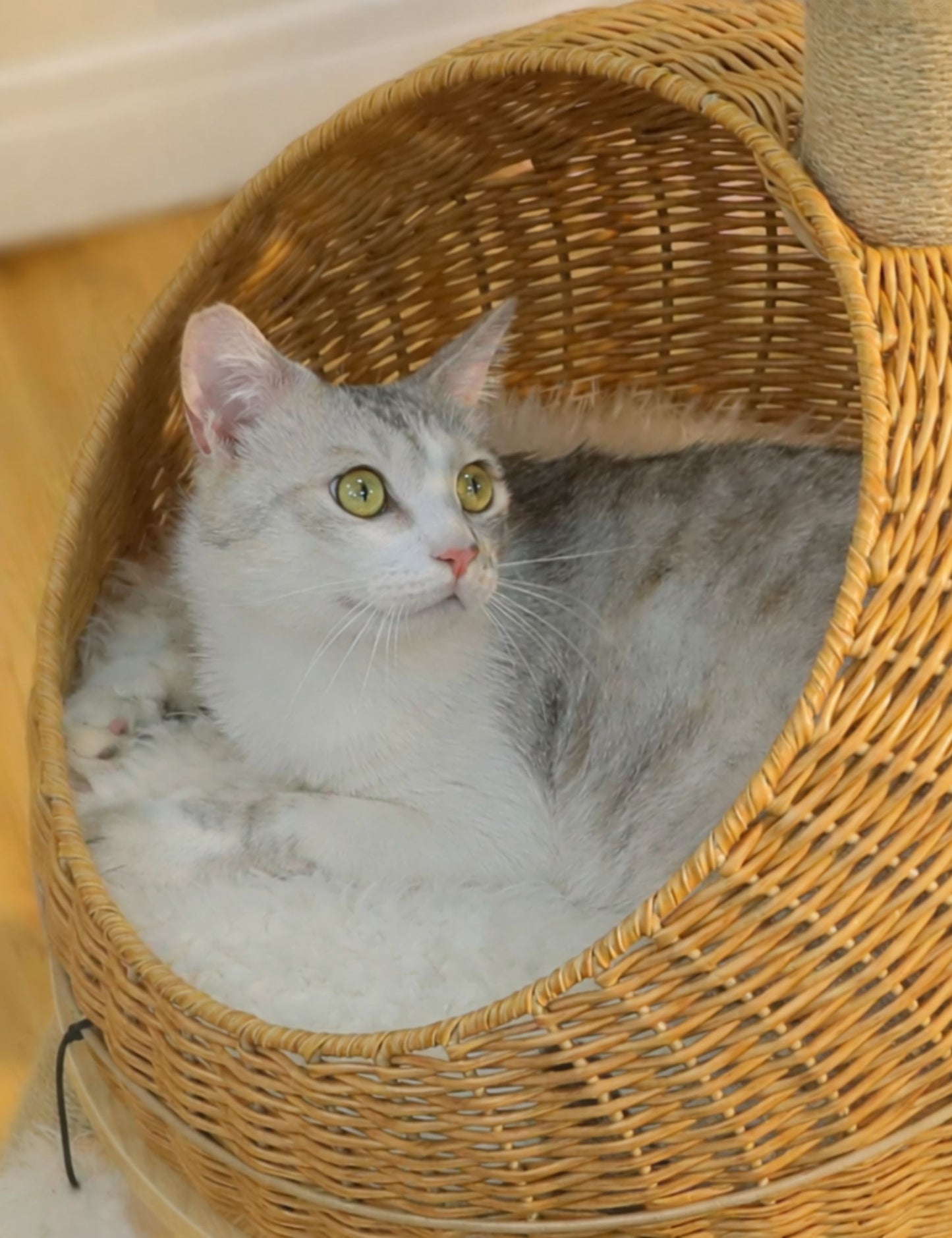 Arbre à Chat Dinosaure